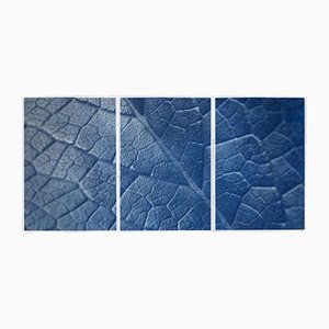 Kind of Cyan, Macro Leaf Triptych, 2021, Cyanotype Print