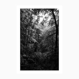 Kind of Cyan, Late Aftorning Forest Light, 2021, Black and White Giclée Print