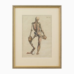 François Tortebat, Anatomische Komposition, 18. Jahrhundert, Gravur, Gerahmt