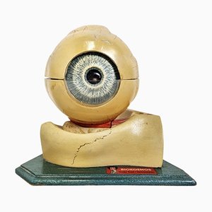 Anatomisches Vintage Augenmodell, 1960er