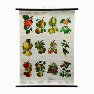Country Style Crops Botany Fruits Berries Apples Rollable Wall Chart