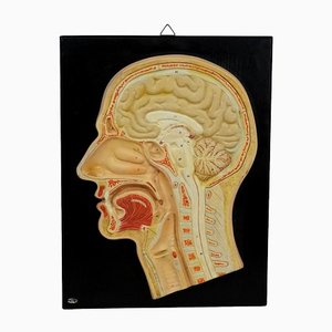 Incision médiane de l'outil pédagogique de la tête humaine par Phywe