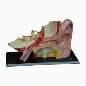 Accessorio didattico a forma di orecchio di Somso, anni '60