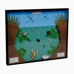 Expositor de enseñanza de la escuela Fresh Water Habitat