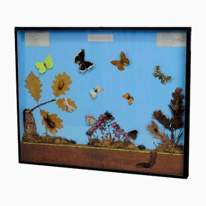School Teaching Display of the Insects of the Forest Edge
