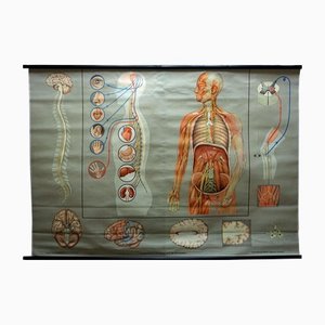 Medical Rollable Poster Print Wall Chart Human Nervous System