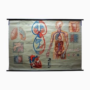 Affiche Médicale Enroulable Tableau Mural Respiration Circulation Sanguine