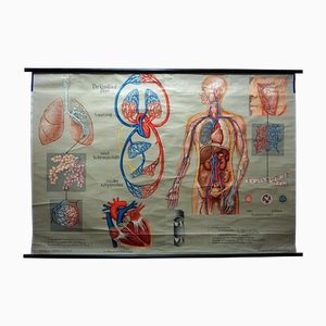 Medizinisches Poster Rollbare Lehrtafel Atmung Blutkreislauf