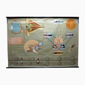 Medical Poster Rollable Wall Chart Eye Function Vision Sight