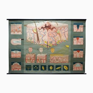 Hagemann Medical Affiche enroulable Tableau mural Coupe transversale de la peau du corps humain