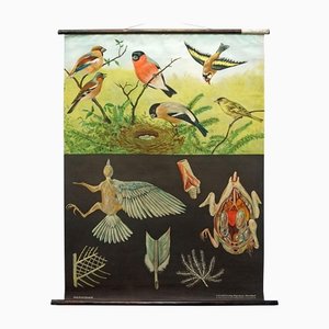 Finches Birds Wandkarte von Jung Koch Quentell
