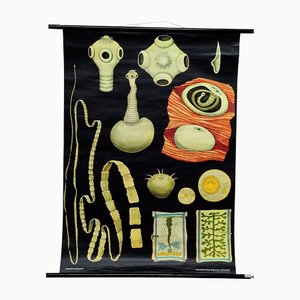 Tapeworm Wandkarte von Jung Koch Quentell