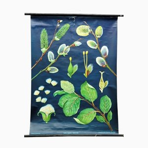 Pussy Willow Salix Caprea Wall Chart Picture Poster by Jung Koch Quentell