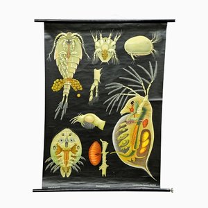 Entomostraca Animal Poster Print Pull-Down Wall Chart by Jung Koch Quentell
