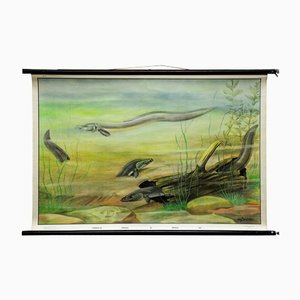 Eel Underwater Scene Fish Maritime Rollable Animal Poster Wall Chart