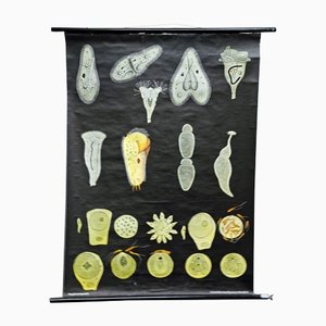 Retro Protozoa Pull-Down Wall Chart Animal Poster by Jung Koch Quentell