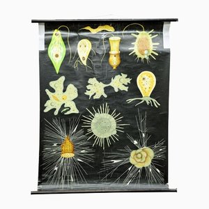 Flagellaten Root-Feet Animal Rollable Lehrtafel von Jung Koch Quentell
