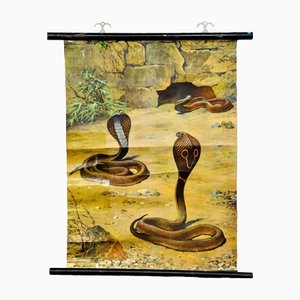 Scenery with Cobras Snake Poster Print Pull-Down Wall Chart