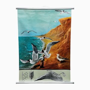 Vintage Birds Black-Headed Gull Wall Chart Picture Poster by Jung Koch Quentell