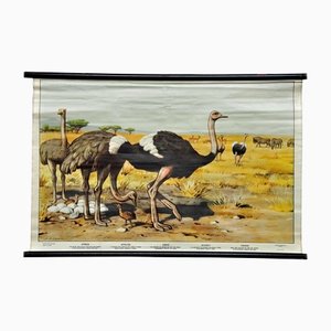 Vintage Steppe Animals Ostrich Gazelle Gnus Wall Chart Kids Room Decoration