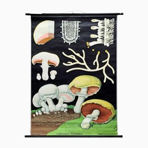 Affiche Murale Vintage Cottage Core Mushroom par Jung Koch Quentell