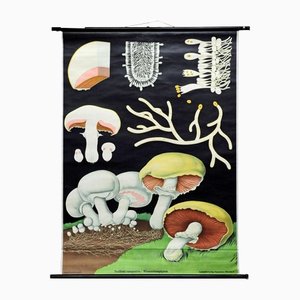 Poster vintage raffigurante un fungo arrotolabile di Jung Koch Quentell