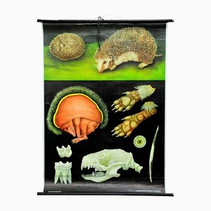 Vintage Hedgehog Rollable Wall Chart Poster Print by Jung Koch Quentell