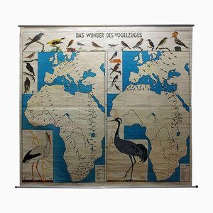Vintage Wandplakat Miracle of Bird Europa Afrika Wandkarte von Aeg