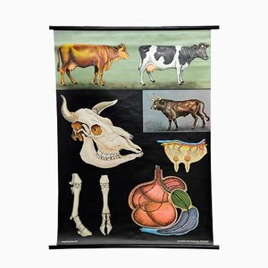 Affiche Murale Déco Cattle Cow Anatomy Vintage par Jung Koch Quentell