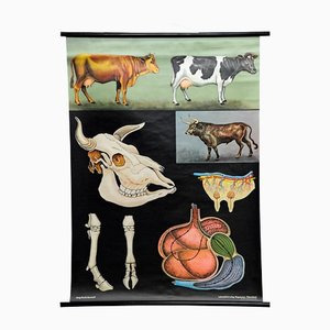 Póster decorativo vintage de anatomía de la vaca de Jung Koch Quentell