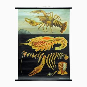 Vintage Deco Crayfish Maritime Poster Pull-Down Wall Chart by Jung Koch Quentell
