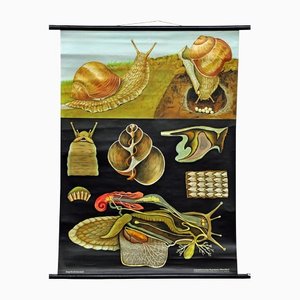 Tableau Mural Vintage Apple Snail Escargot Poster Print par Jung Koch Quentell