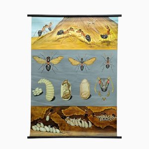 Carta da parati vintage Biology Animals in legno rosso di Jung Koch Quentell