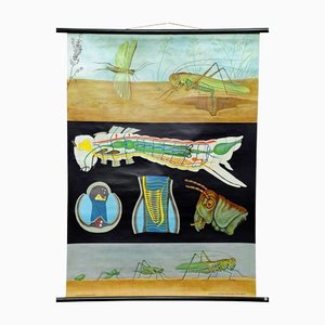 Tableau Mural Vintage Biology Animals Bush Cricket School par Jung Koch Quentell