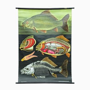 Tableau Mural Vintage Biology Animals Carp Maritime Decor par Jung Koch Quentell