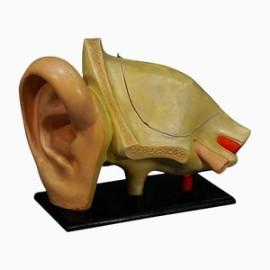 Antique Teaching Aid Model of an Ear from Somso, 1900s