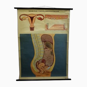 Vintage Female Genital Tract Pull Down Wall Chart