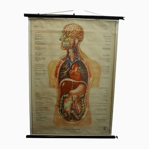 Vintage Human Inner Organs Medical Poster Pull Down Wall Chart