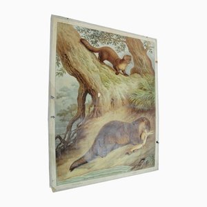 Old Vintage Country Style Weasel Otter Poster Print Wall Chart