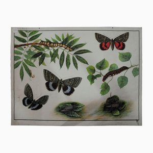 Affiche Vintage de Chenilles, Papillons et Insectes