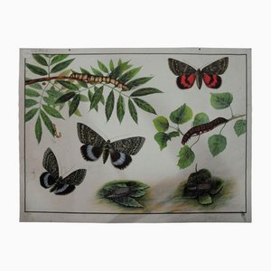 Póster vintage con orugas, mariposas y insectos
