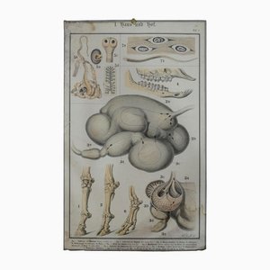 Stampa anatomica da parete con animali da fattoria, vecchia casa e giardino