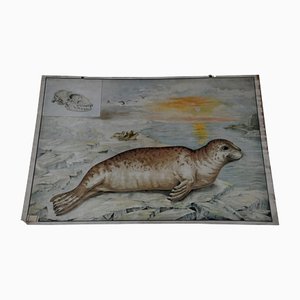 Vintage Seal Seal Marine Wildtiere Lehrtafel