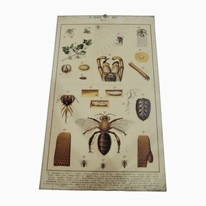 Old Home and Garden Bees Insects and Spiders Science Chart
