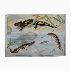 Vintage Salamander Newt Amphibien Kaulquappen Unterwasser Wandkarte Druck