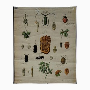 Old Vintage Beetles Insects Overview Wall Chart Poster