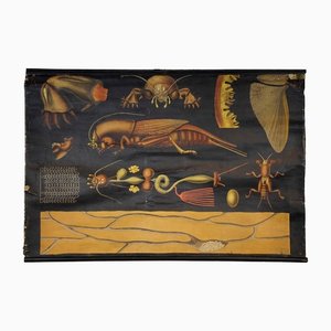 Affiche Murale Enroulable Gryllotapla Mole Cricket Antique par Jung Koch Quentell, Europe