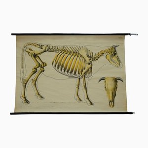 Póster anatómico enrollable vintage del esqueleto de una vaca