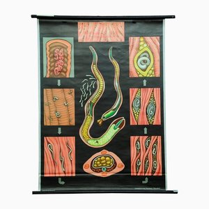 Affiche Murale Trichina Rollable Poster Print par Jung Koch Quentell