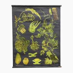 Maple Tree Species Farm Arboretum Pull-Down Wall Chart by Jung Koch Quentell